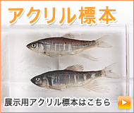 アクリル標本